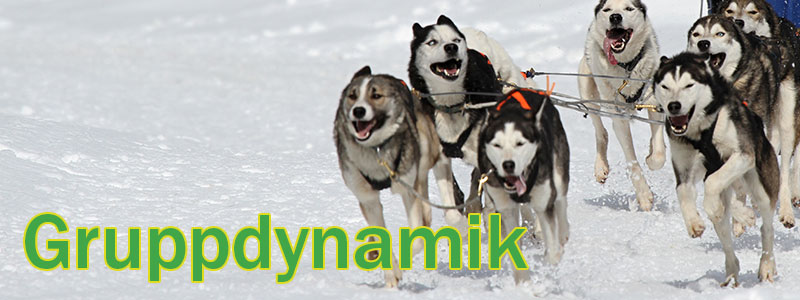 Guide till gruppdynamik
